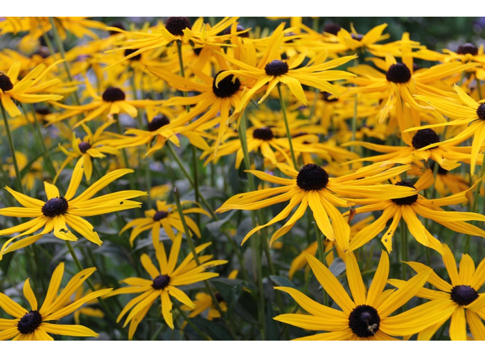 Aceite esencial de arnica, el preferido de los deportistas